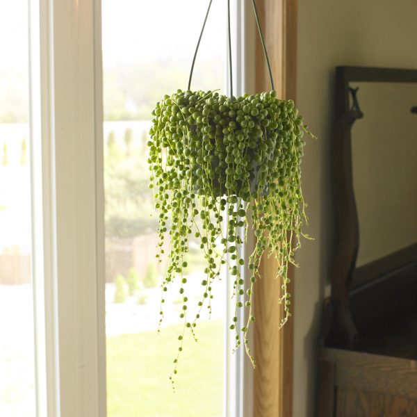 Indoor Hanging Plant